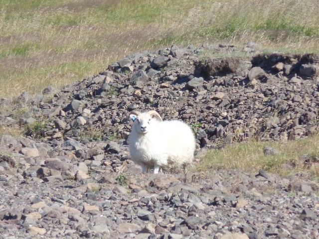 I know that's a sheep though. Most of the sheep in Iceland have watched me attentively, even when I ...