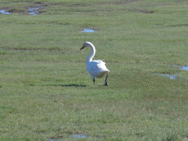 This swan was prowling around like a cat. I don't know what it was trying to catch.