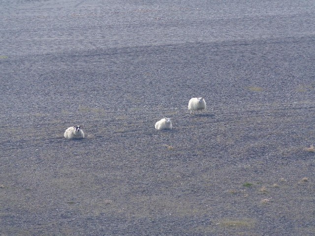 Icelandic sheep don't seem paricularly bothered about being where there's grass.