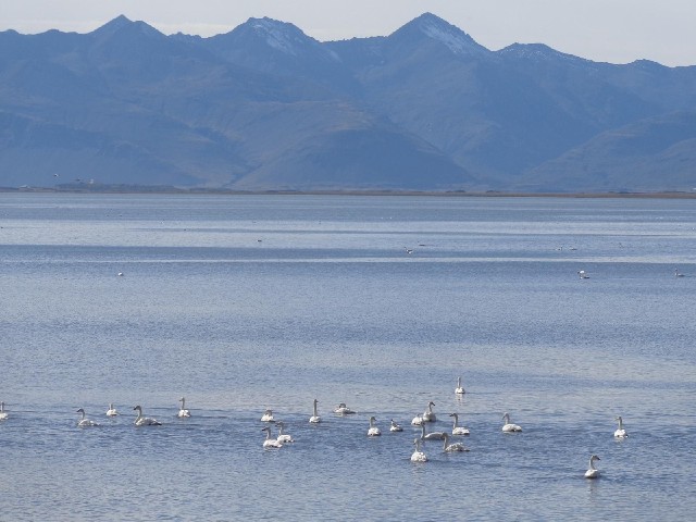 The Ln lagoon is home to a lot of swans.