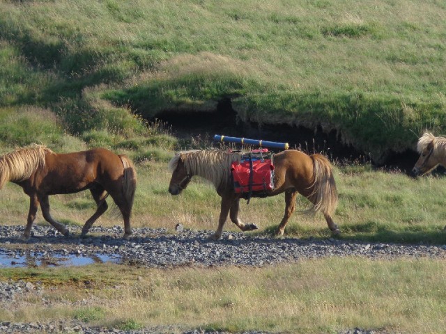 This horse was the only one with luggage.