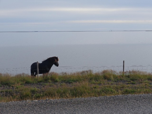 This horse isn't looking at me because it's attention was distracted by a boat's horn in Hfn, over ...