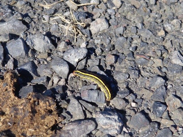 I saw a few of these caterpillars today.