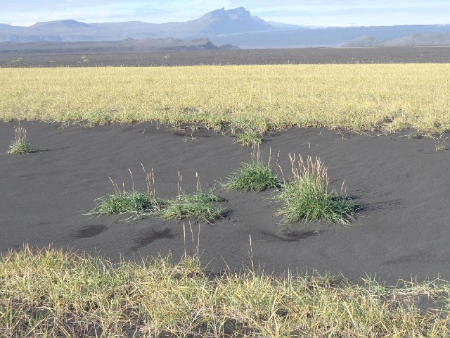 Here, some wheat has taken root in the black sand.
