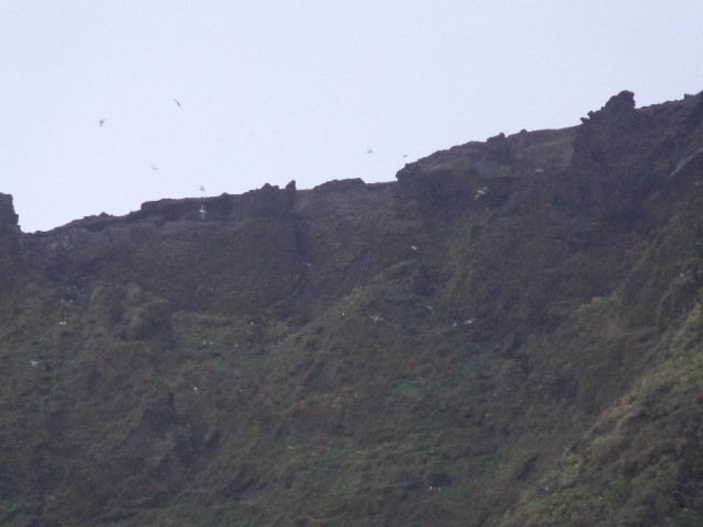 The cliffs above the hotel are teeming with birds but I don't think they're puffins.