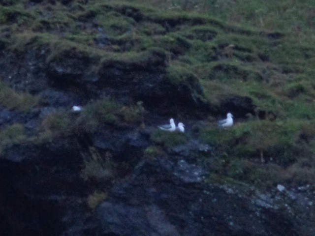 Here are some of the birds nesting up in the cliffs. They're not puffins.