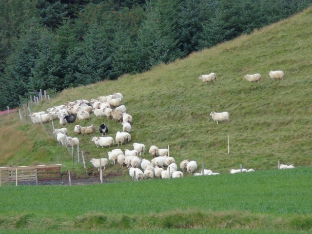 These sheep have just been rounded up. More are making their way across the hillside to join them.
