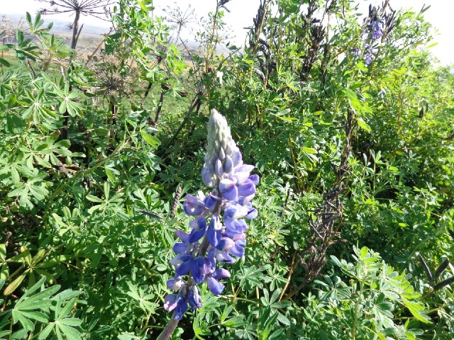 There were some flowers like this today. The plants appear to be some kind of pea. I've since been t...