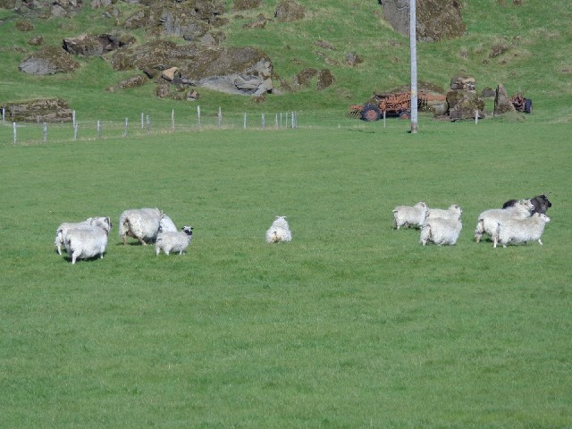 This was a hilarious scene. Most Icelandic sheep have stood or sat motionless and watched me go past...
