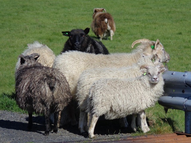 I was a bit too slow with the camera here. A few seconds earlier, the three white sheep had all been...