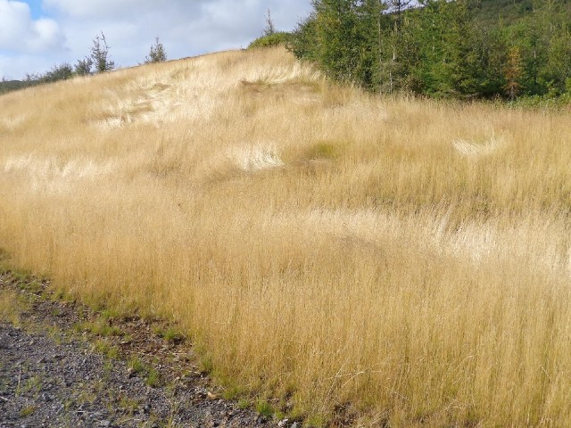This is the long grass which you could see forming the yellow strip along each side of the road in p...