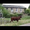 Cows in Cambridge.