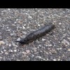 I've been having to avoid slugs all the way across Denmark. Some are orange and much fatter than thi...