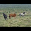 Icelandic horses are a very pure breed. No horse has come to this island in 1030 years. Even Iceland...