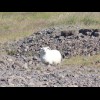I know that's a sheep though. Most of the sheep in Iceland have watched me attentively, even when I ...