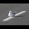 This bird stayed in the middle of the road and just flapped its wings a bit when a car came past. It...