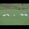 This was a hilarious scene. Most Icelandic sheep have stood or sat motionless and watched me go past...