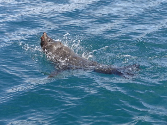 A seal in the water.