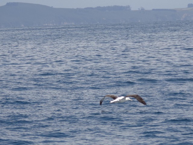 An albatross flying.