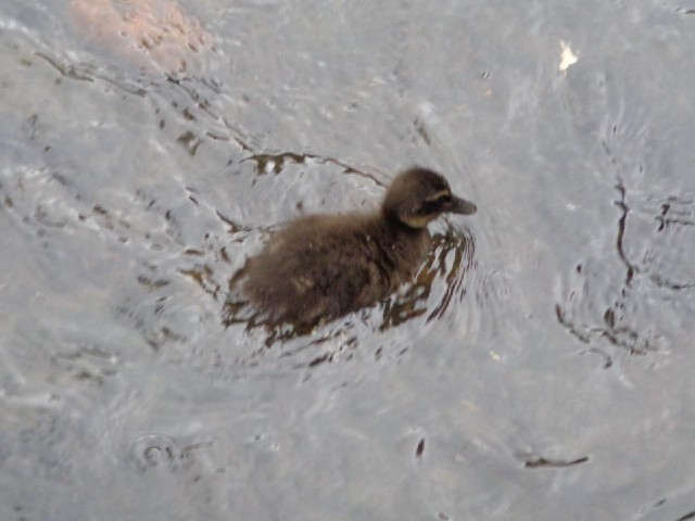 A duckling, just to show that it's spring here. I saw a few on my approach to Kaka Point but their m...