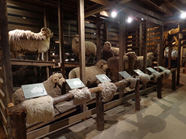 Australia's most popular sheep breeds. Most of them are various types of merino.