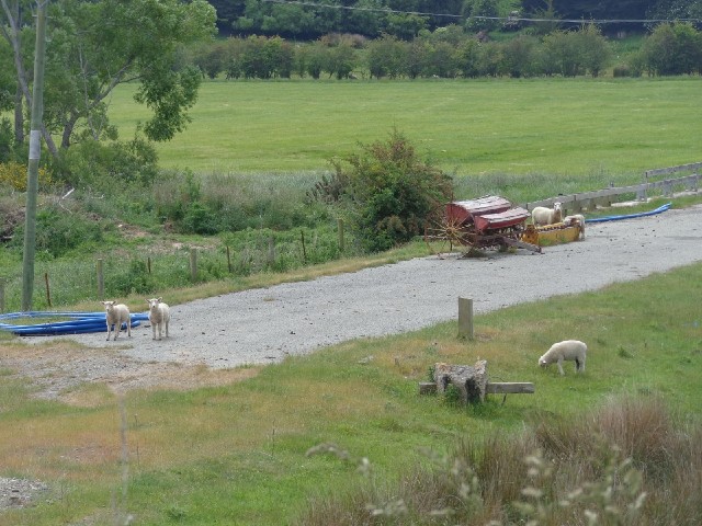 Sheep on what I think used to be the main road.