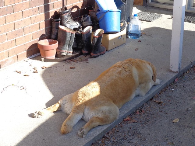 This motel has a dog and a cat. The dog seems to particularly like lying here.