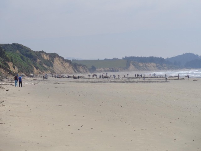 Tourists on Moeraki beach.