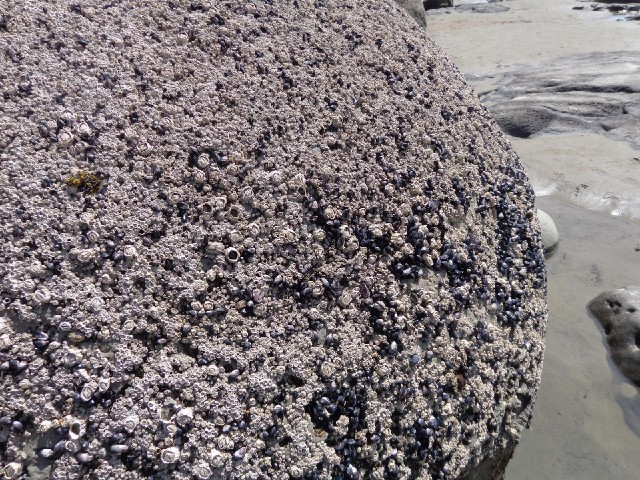 This one is encrusted with barnacles.