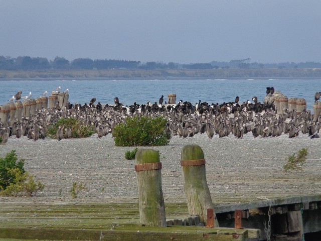 This wharf was built in 1884 for exporting frozen meat from the Totara estate to Britain. These days...