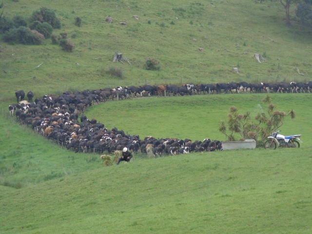 The start of a long queue of cows.