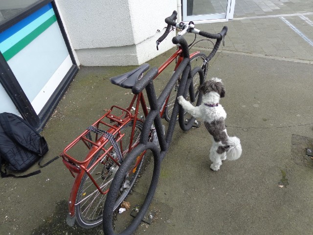 This little dog seems to want to ride my bike.