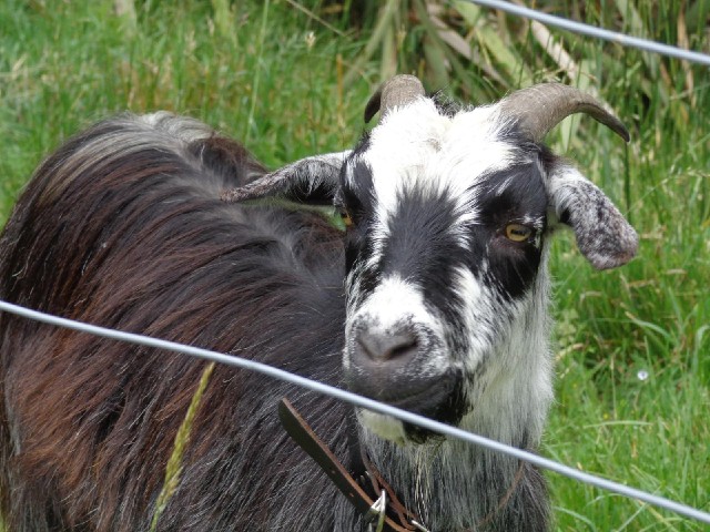 A goat...