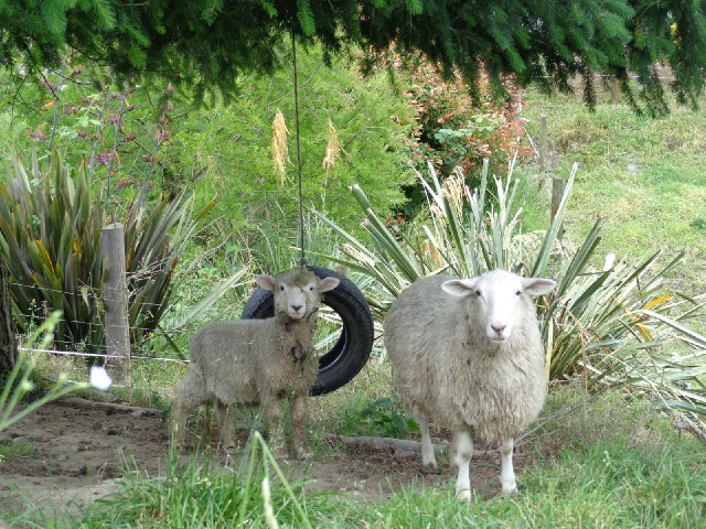 ... and two sheep.