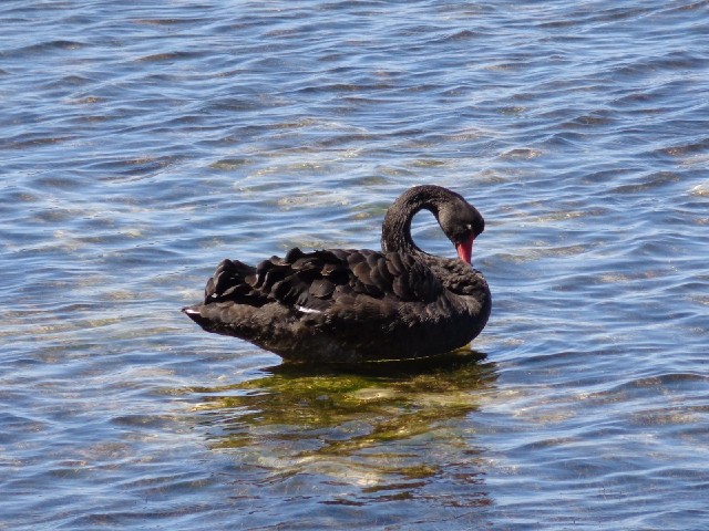 A swan.