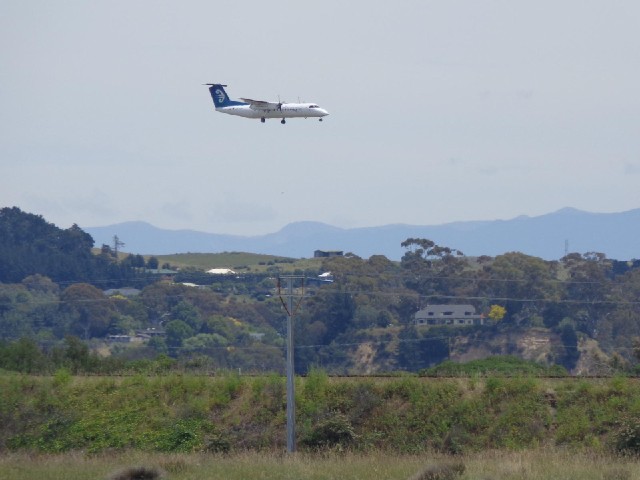 A small plane coming into Napier.