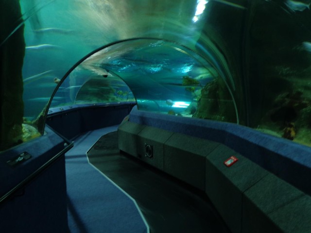 You can either walk through this tunnel through the big tank or get carried through slowly by the bl...
