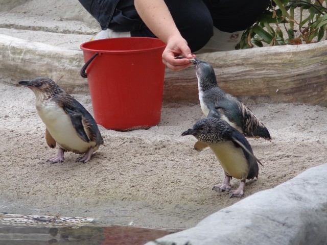 Penguins being fed.