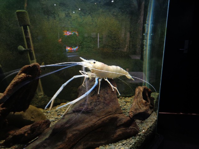 A giant prawn, which seemed to be eating something.