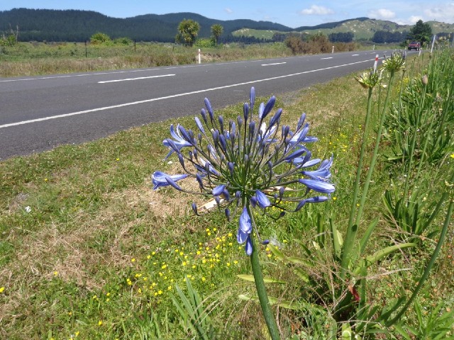 Towards the end of today, I would encounter a lot of this type of flower but wouldn't get a chance t...