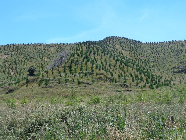 I passed through several regions today where the hillsides had been planted with baby trees.