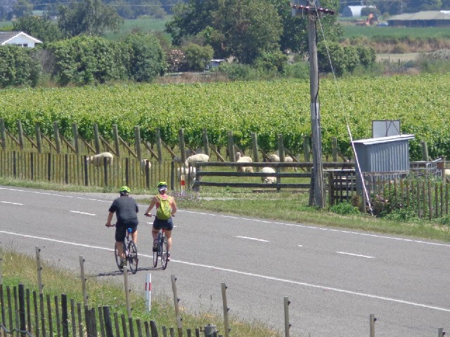 Two cyclists and a vineyard with sheep in it.