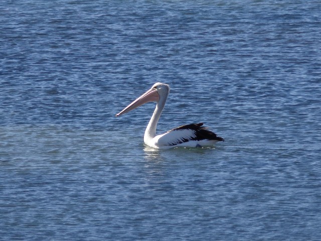 A pelican.