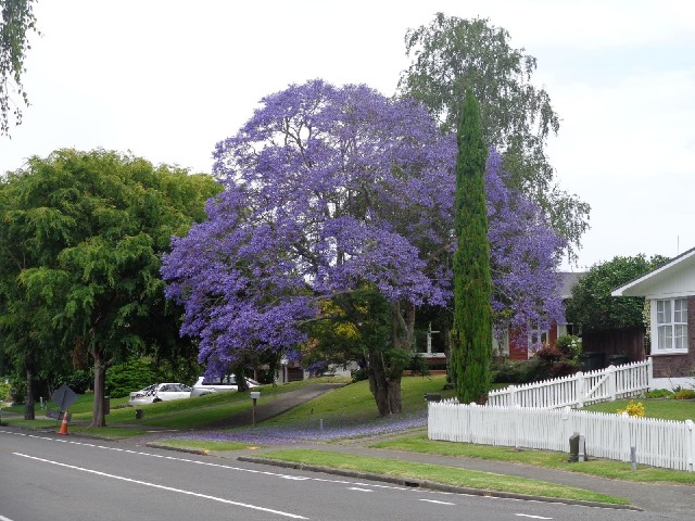 The purple tree has made a purple circle on the ground. I have now been told that it's a jacaranda.
