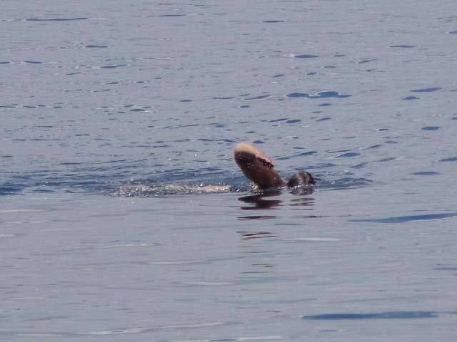 A swimmer in another lake, photographed while I was waiting at yet more roadworks. Unusually, these ...
