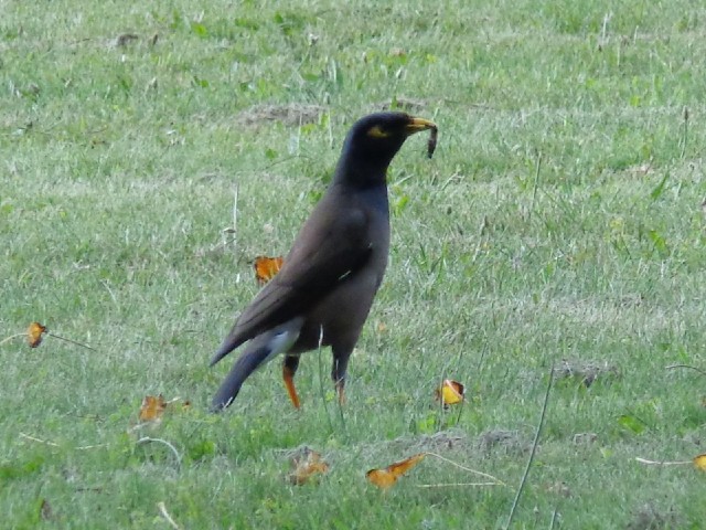 This is a type of bird that I first saw in Melbourne about six weeks ago but I haven't been able to ...