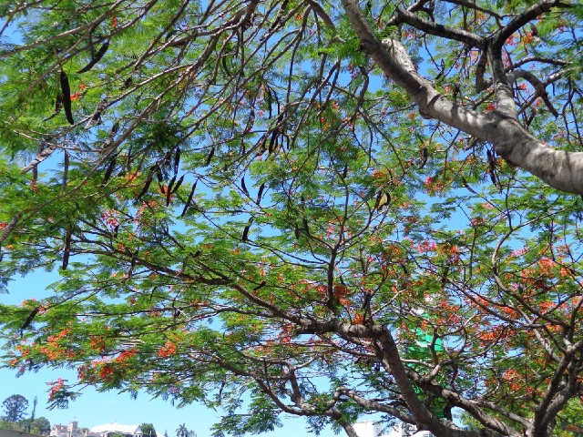 Here's another interesting tree. It's got orange flowers, which predictably leave an orange mess on ...