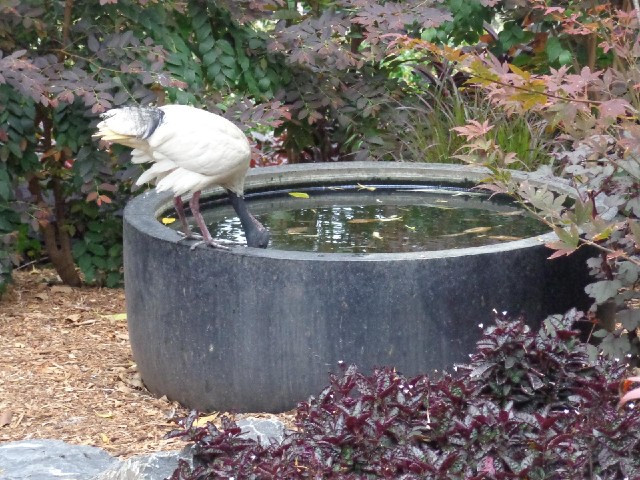 An ibis drinking.