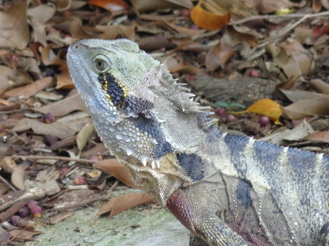 The park is full of lizards.