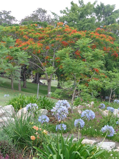 Agapanthus, and the type of tree which I first saw yesterday.